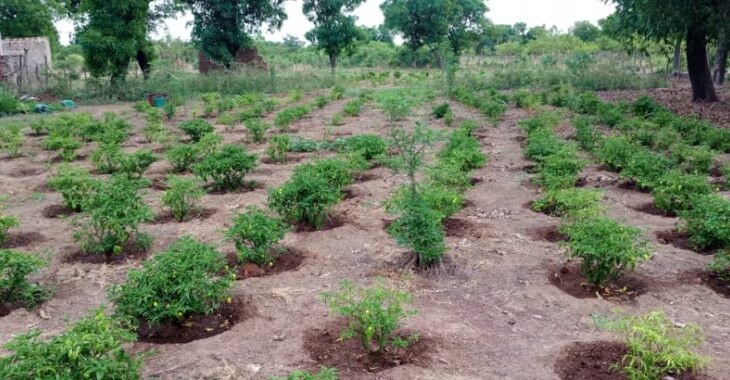 Le piment, nouveau pesticide bio au service de l'environnement