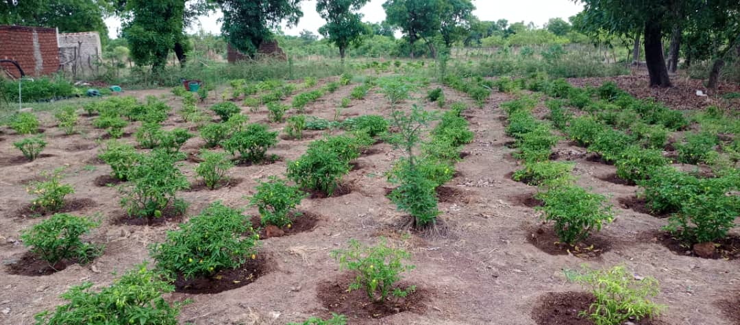 Le piment, nouveau pesticide bio au service de l&rsquo;environnement