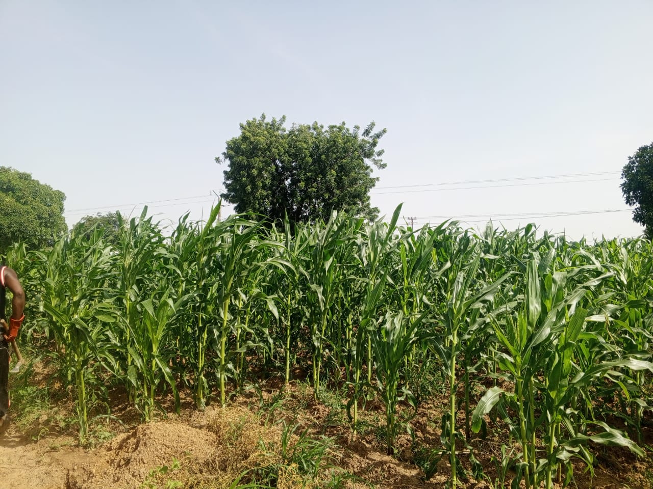 Saison humide, dans la région du Centre du Burkina, la pluie se fait attendre