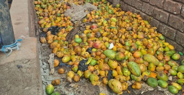 Les mouches de fruits détruisent les mangues à Bobo Dioulasso