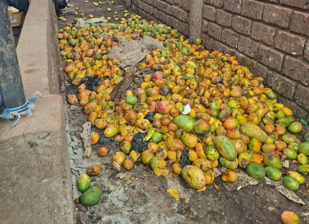 Les mouches de fruits détruisent les mangues à Bobo Dioulasso