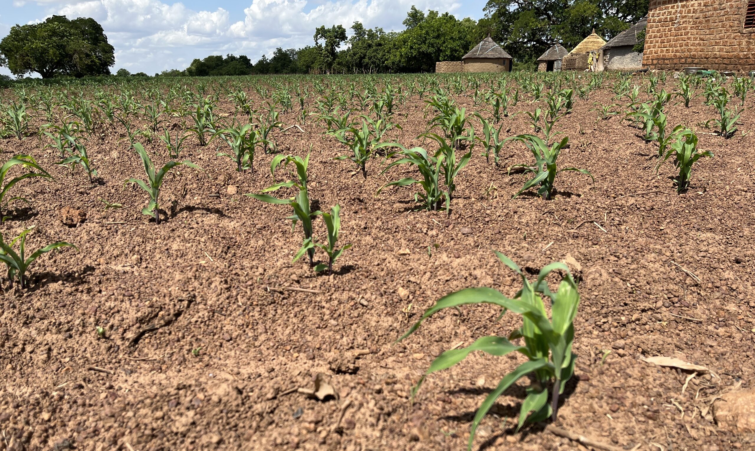 Burkina Faso: Houndé dans la course pour l’objectif de 7 millions de tonnes de céréales en 2025