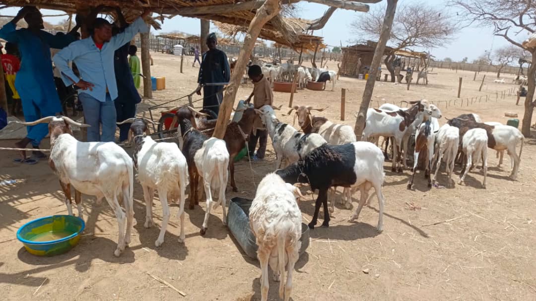 Tabaski à Dori : foi ardente, moutons inaccessibles