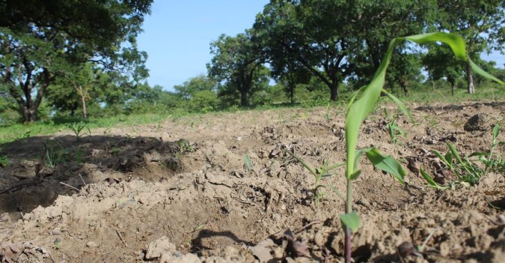 A Koupéla, la saison agricole démarre entre espoir et attente