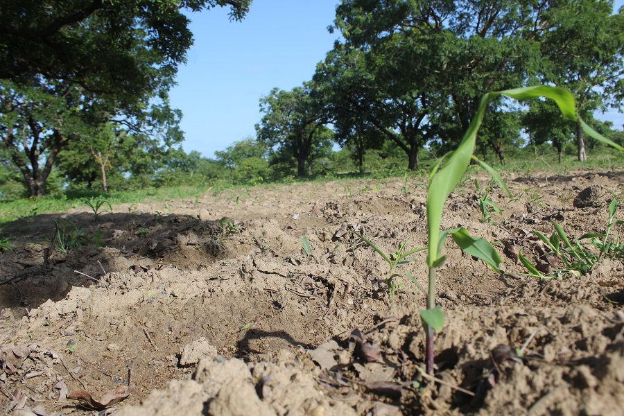 Kaya : en attendant les premières pluies, les paysans creusent le zaï