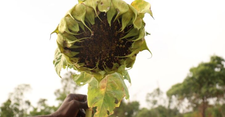 Le tournesol, l’or jaune dans la région des Hauts-Bassins