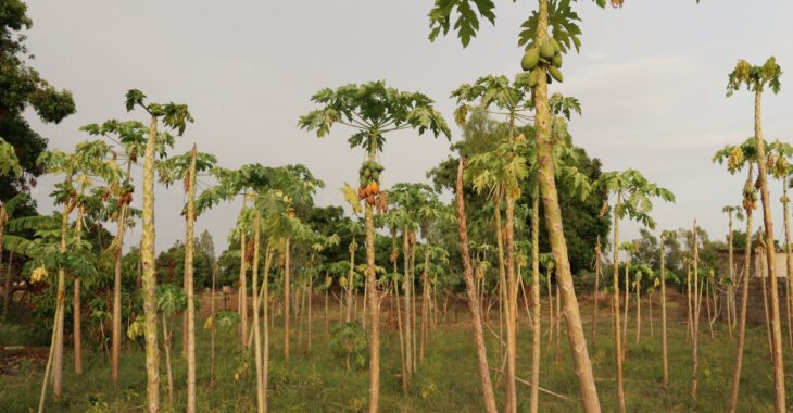 Papaye à Farakoba : une culture douce, des défis amers