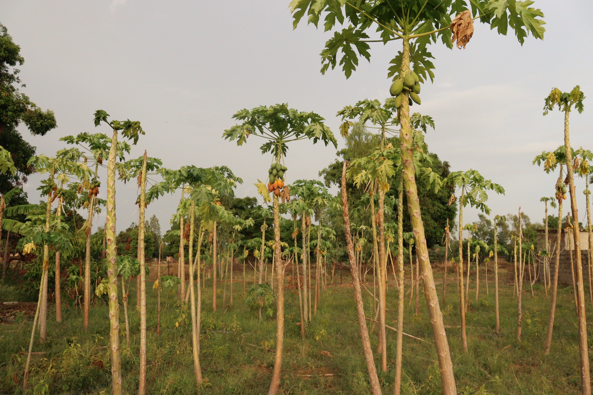 Papaye à Farakoba : une culture douce, des défis amers