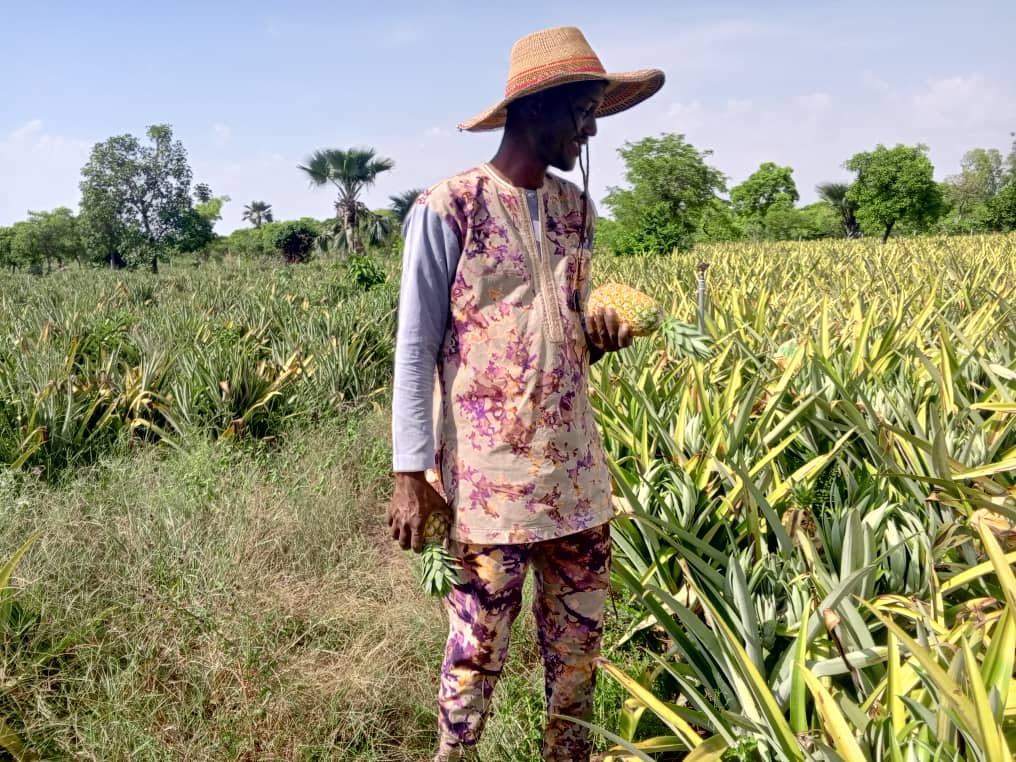 A Matourkou, un économiste fait pousser de l’ananas made in Burkina Faso