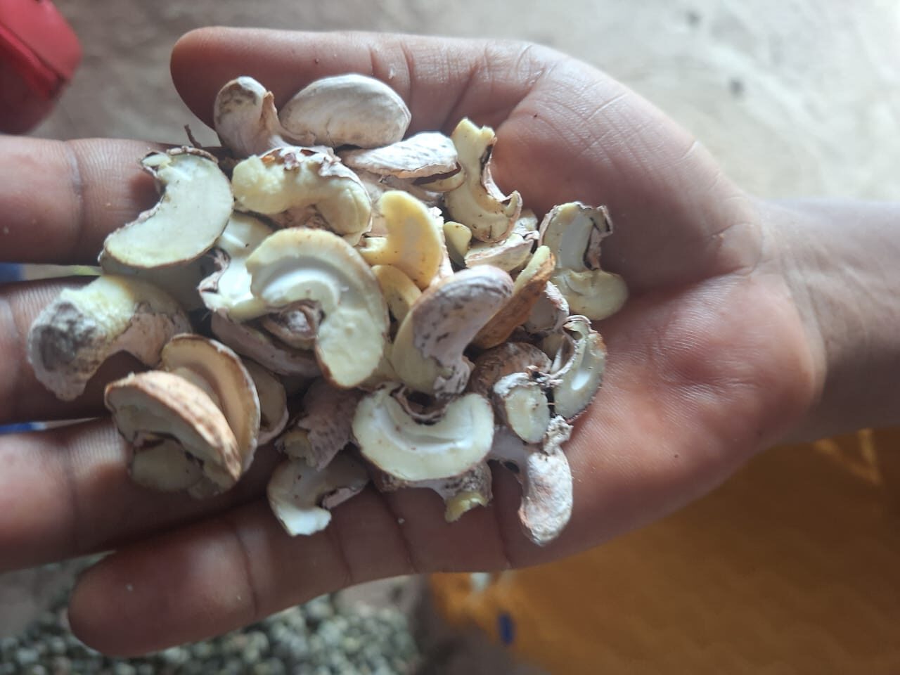 Burkina Faso: « L’interdiction d’exportation de la noix de cajou nous a causé trop de pertes »