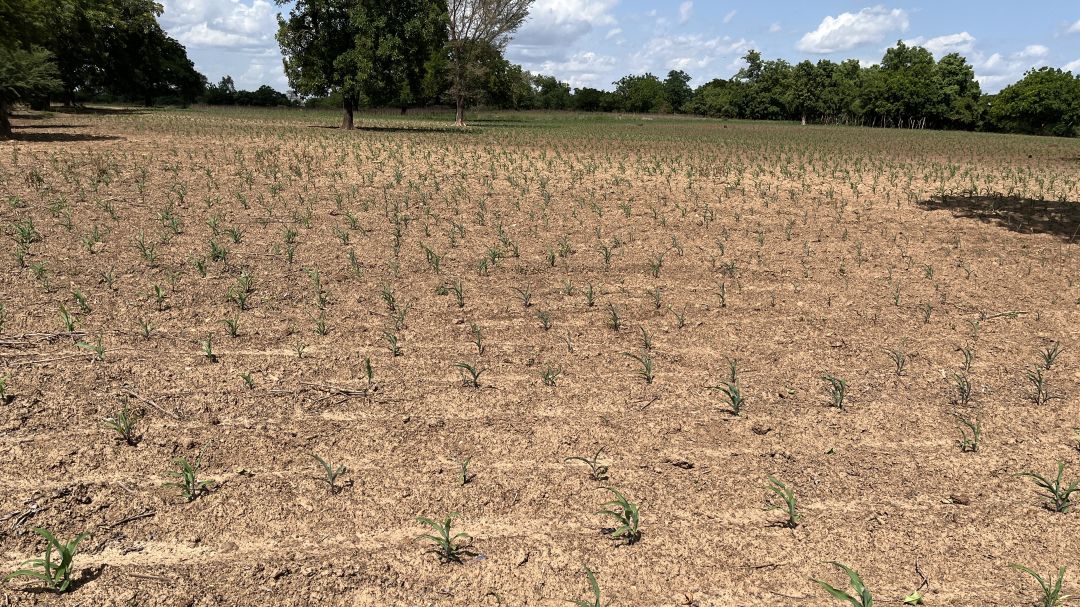 Conseils pour la saison agricole : « Les producteurs doivent choisir les variétés de cycle court »