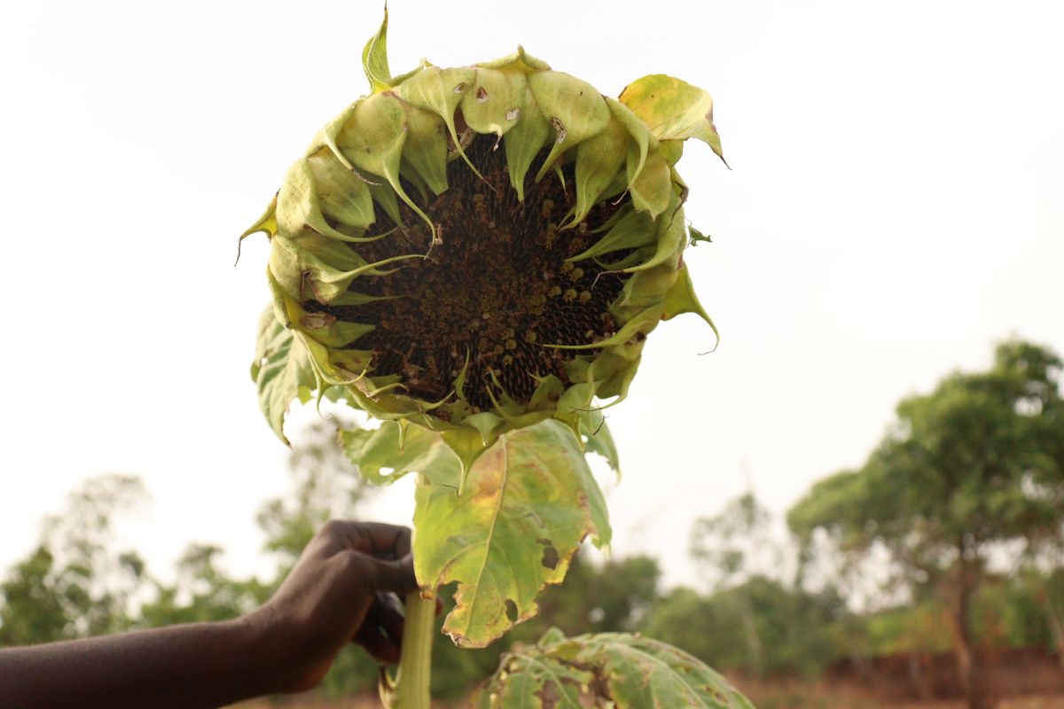 La production du tournesol en pleine expansion au Burkina