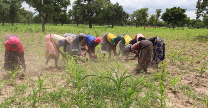 Les femmes du groupement Saalaki cultivent leur survie dans des champs communautaires à Dédougou