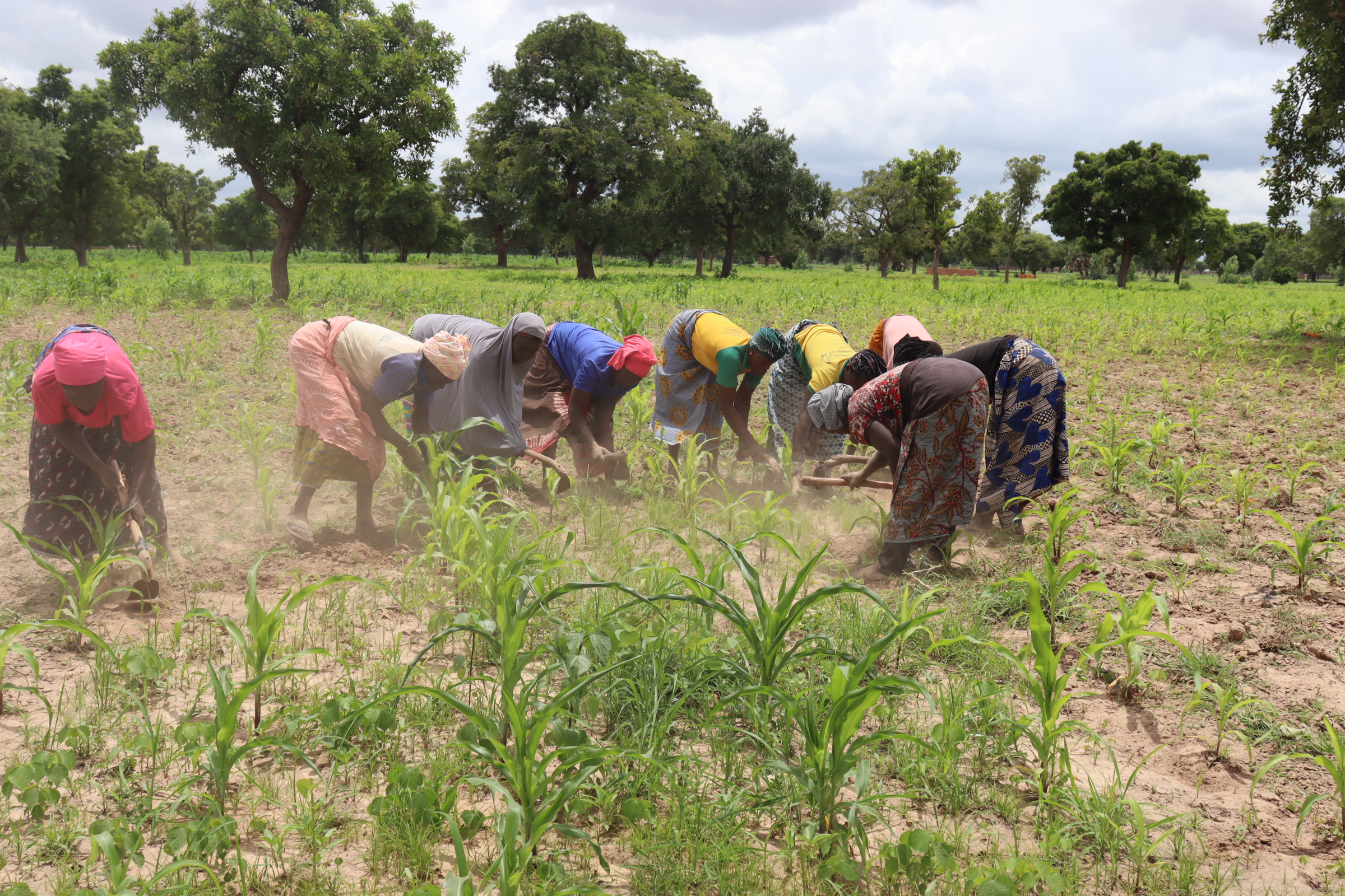 Les femmes du groupement Saalaki cultivent leur survie dans des champs communautaires à Dédougou