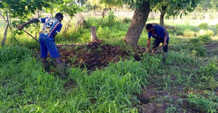 Au Burkina, le tamarinier, le karité, le néré protégés grâce à la régénération naturelle assistée (RNA)