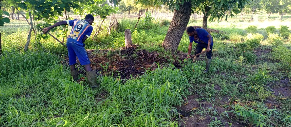 Au Burkina, le tamarinier, le karité, le néré protégés grâce à la régénération naturelle assistée (RNA)