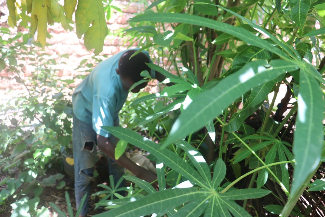 « Un ménage, une plante », la trouvaille d’une association pour la survie des plantes à Dédougou
