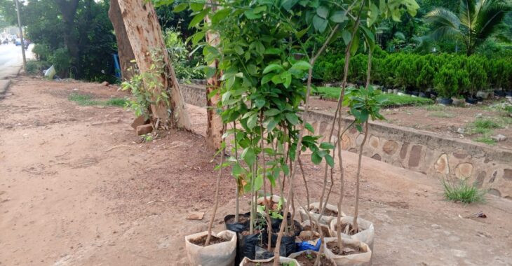 A Bobo Dioulasso, l'activité de pépiniériste nourrit son homme