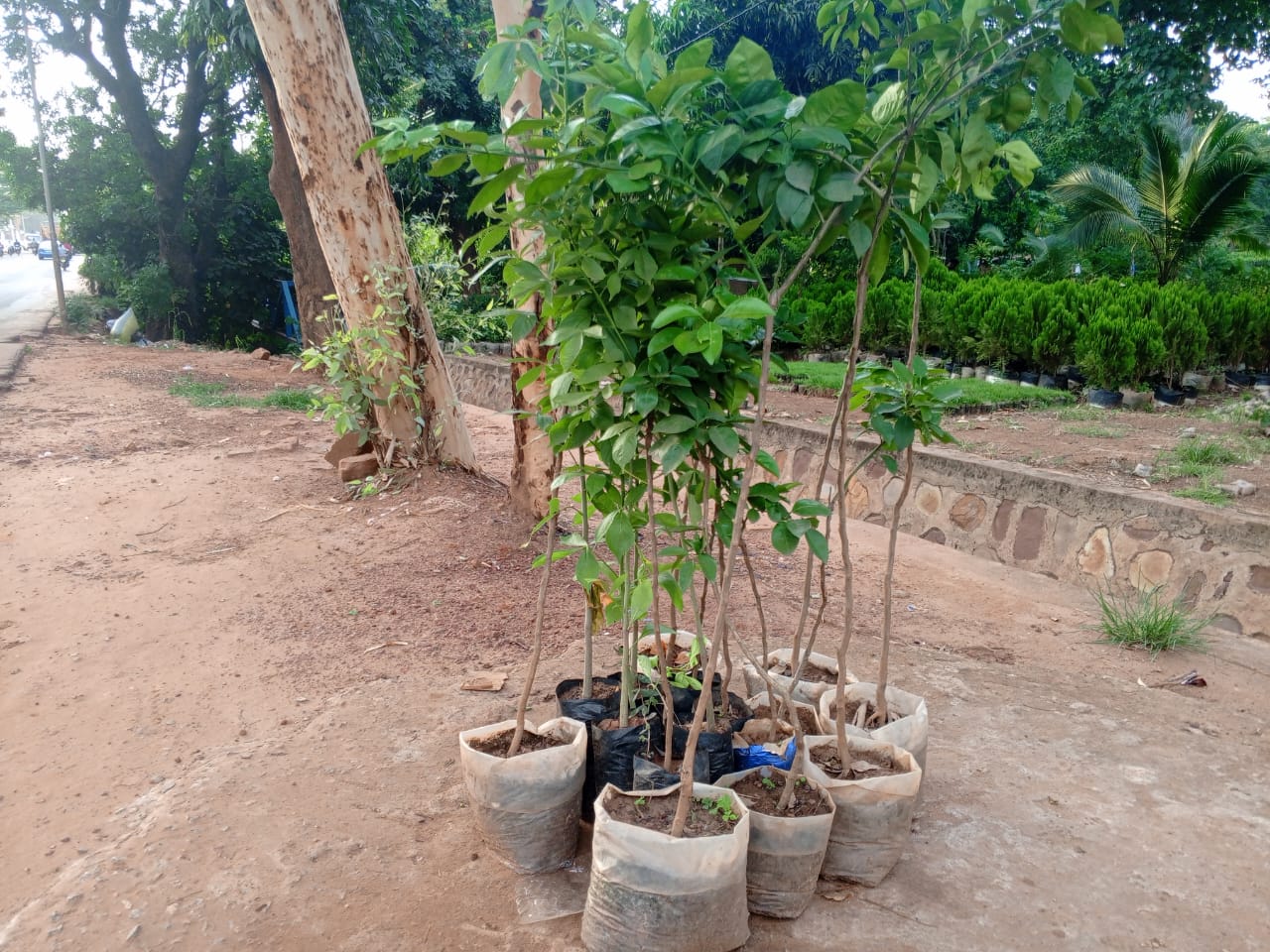 A Bobo Dioulasso, l&rsquo;activité de pépiniériste nourrit son homme