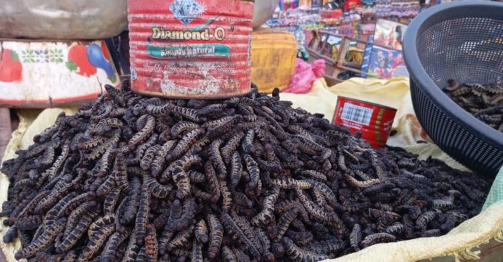 A Bobo Dioulasso, la chenille de karité ou chitoumou coûte cher