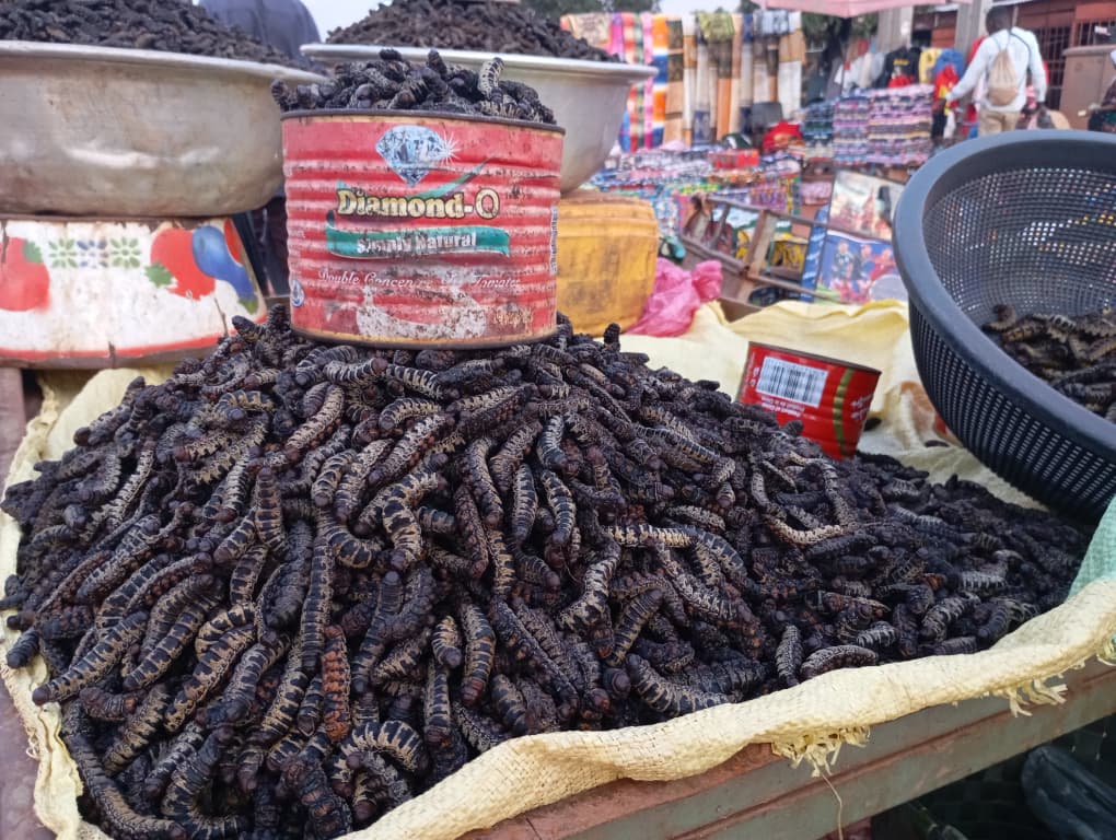 A Bobo Dioulasso, la chenille de karité ou chitoumou coûte cher