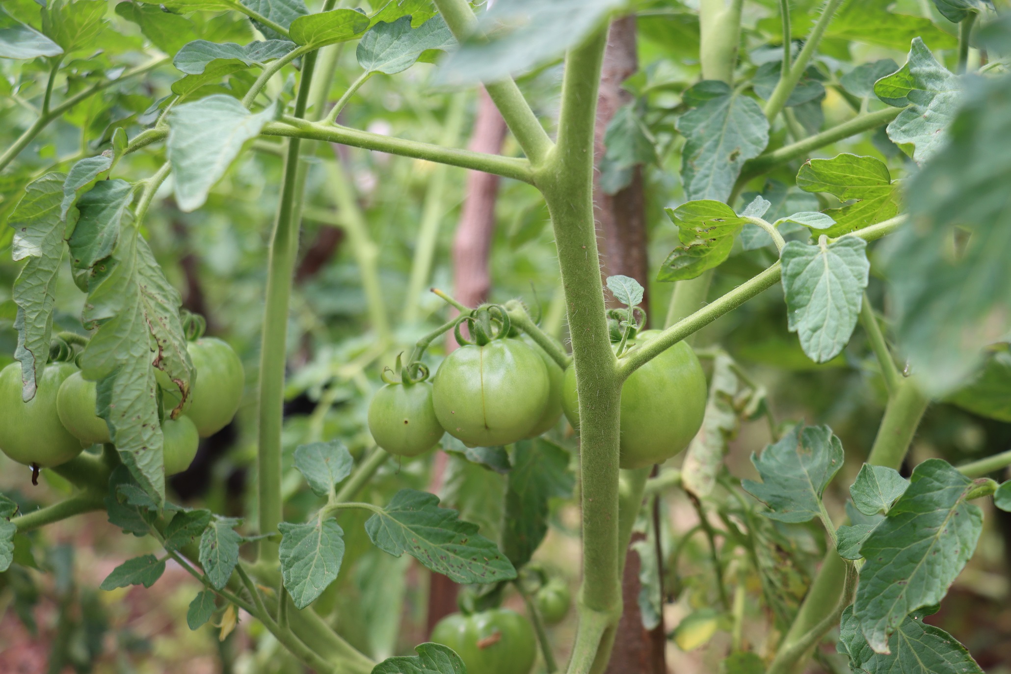 Au Burkina Faso, les jardins gourounsi du Nando nourrissent des générations