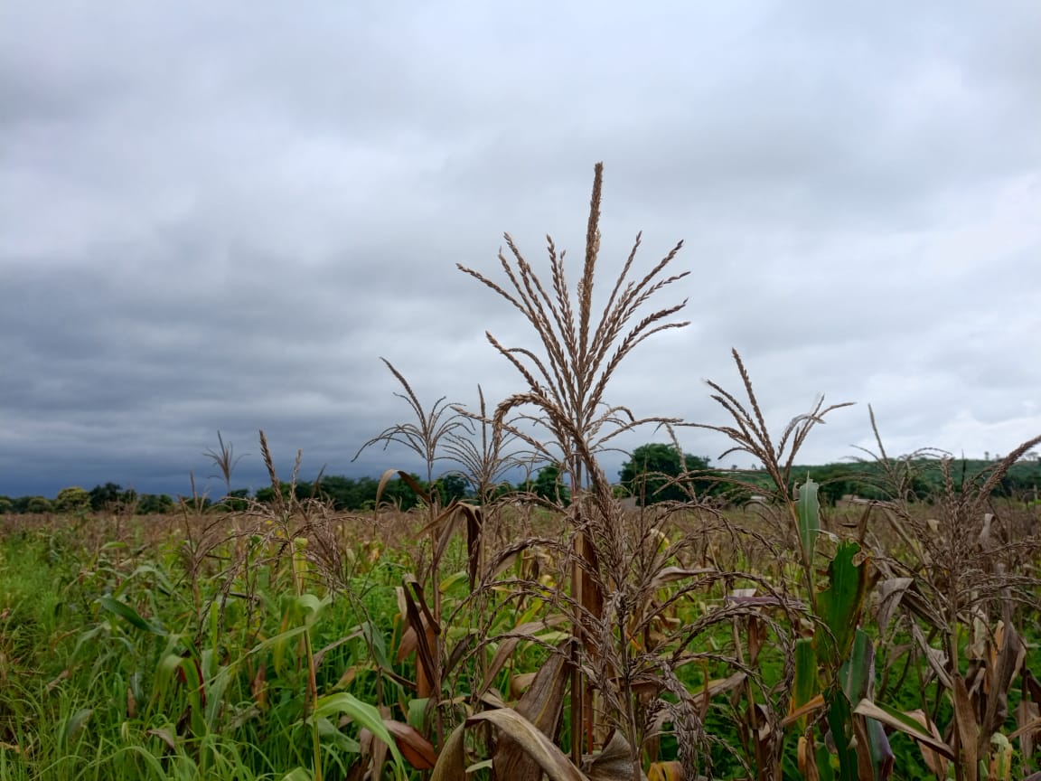 Une campagne agricole 2025-2026 prometteuse dans la région du Djoro au Burkina Faso