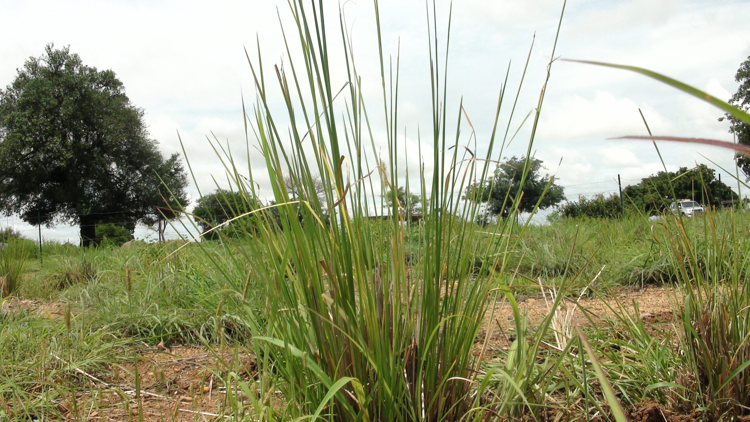 Burkina Faso : le vétiver une arme verte contre la pollution minière