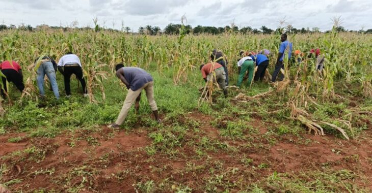 A Banfora, derrière les barreaux, les détenus reprennent goût à la terre