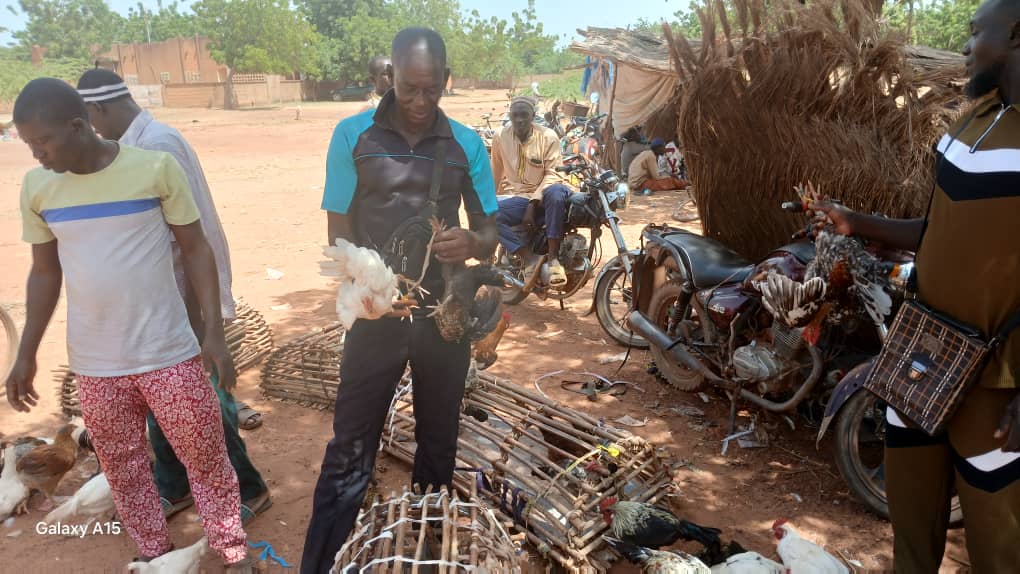 La volaille coûte de plus en plus cher dans le Loroum