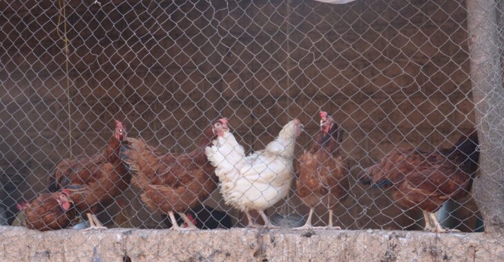 L'élevage, la fragile caisse d'épargne des ménages ruraux au Burkina