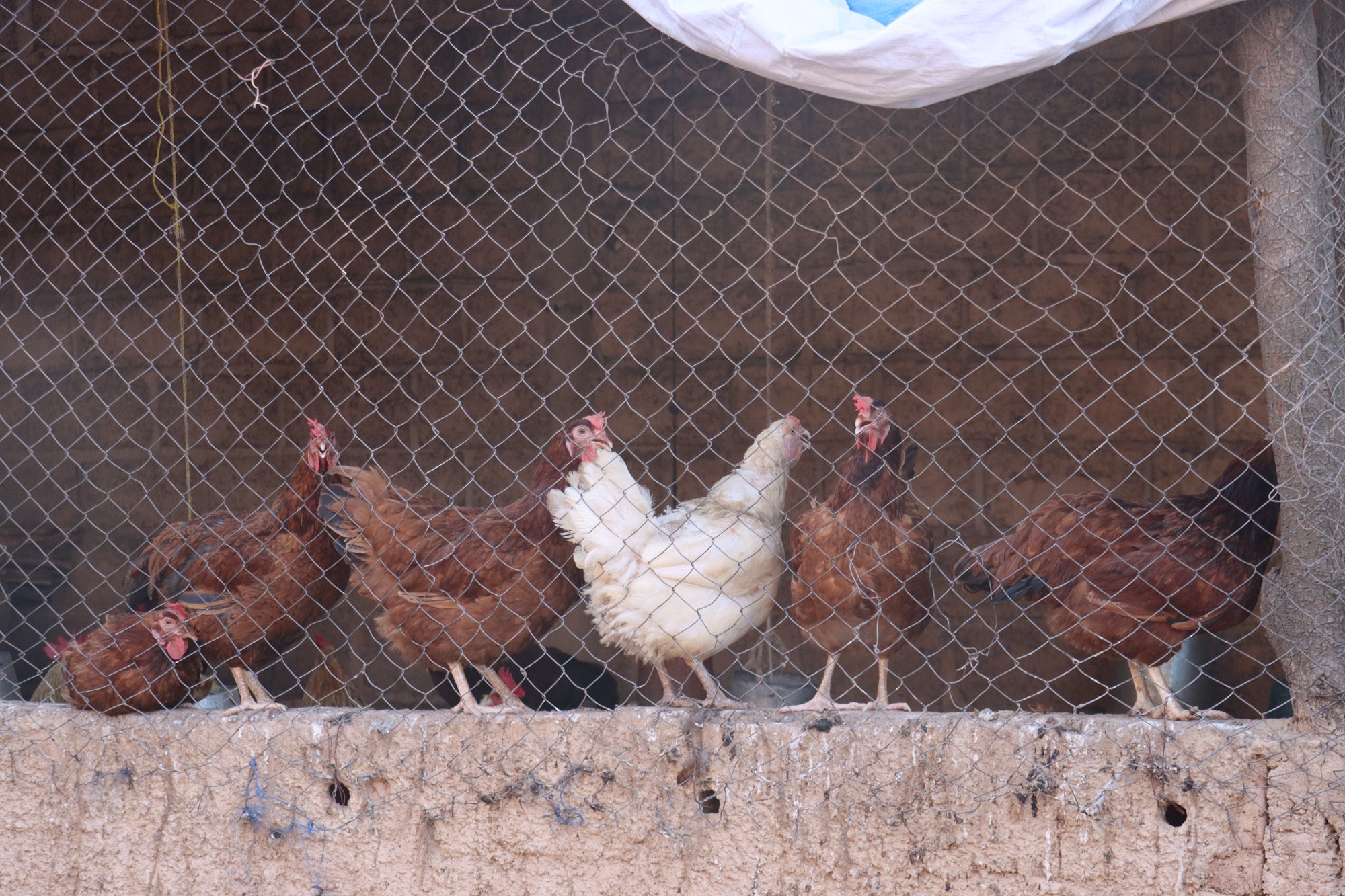 L&rsquo;élevage, la fragile caisse d&rsquo;épargne des ménages ruraux au Burkina