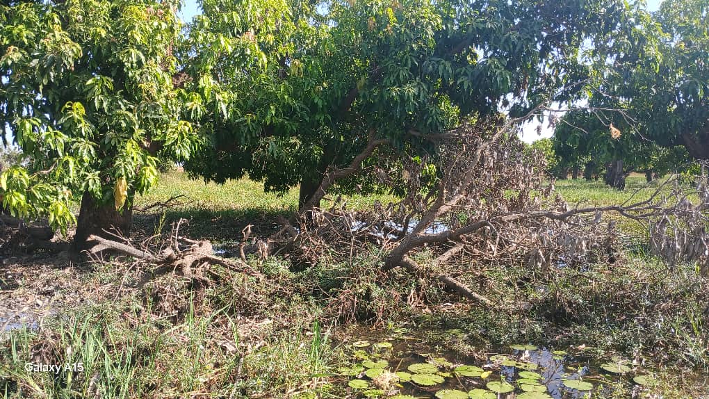 Inquiétante mortalité de manguiers à Titao
