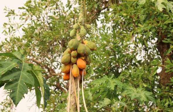 A Farakoba, la filière papaye nourrit des femmes tout en protégeant la terre