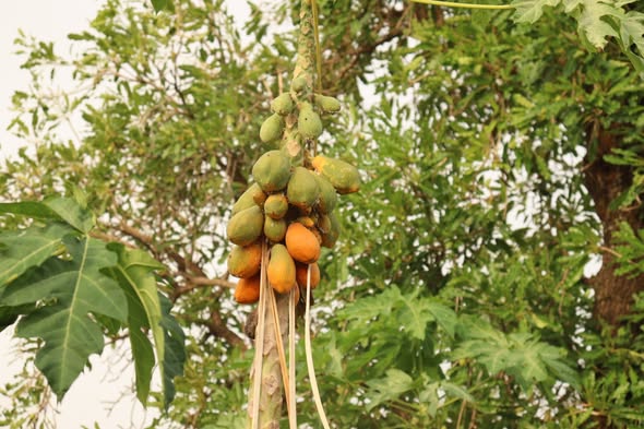 A Farakoba, la filière papaye nourrit des femmes tout en protégeant la terre