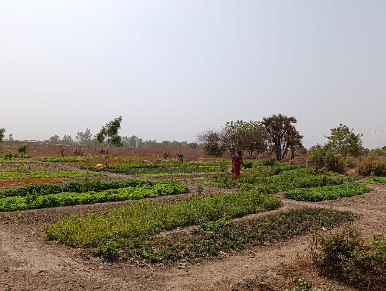 Dans un quartier de Ouagadougou, des femmes transforment la terre en source d&rsquo;autonomie