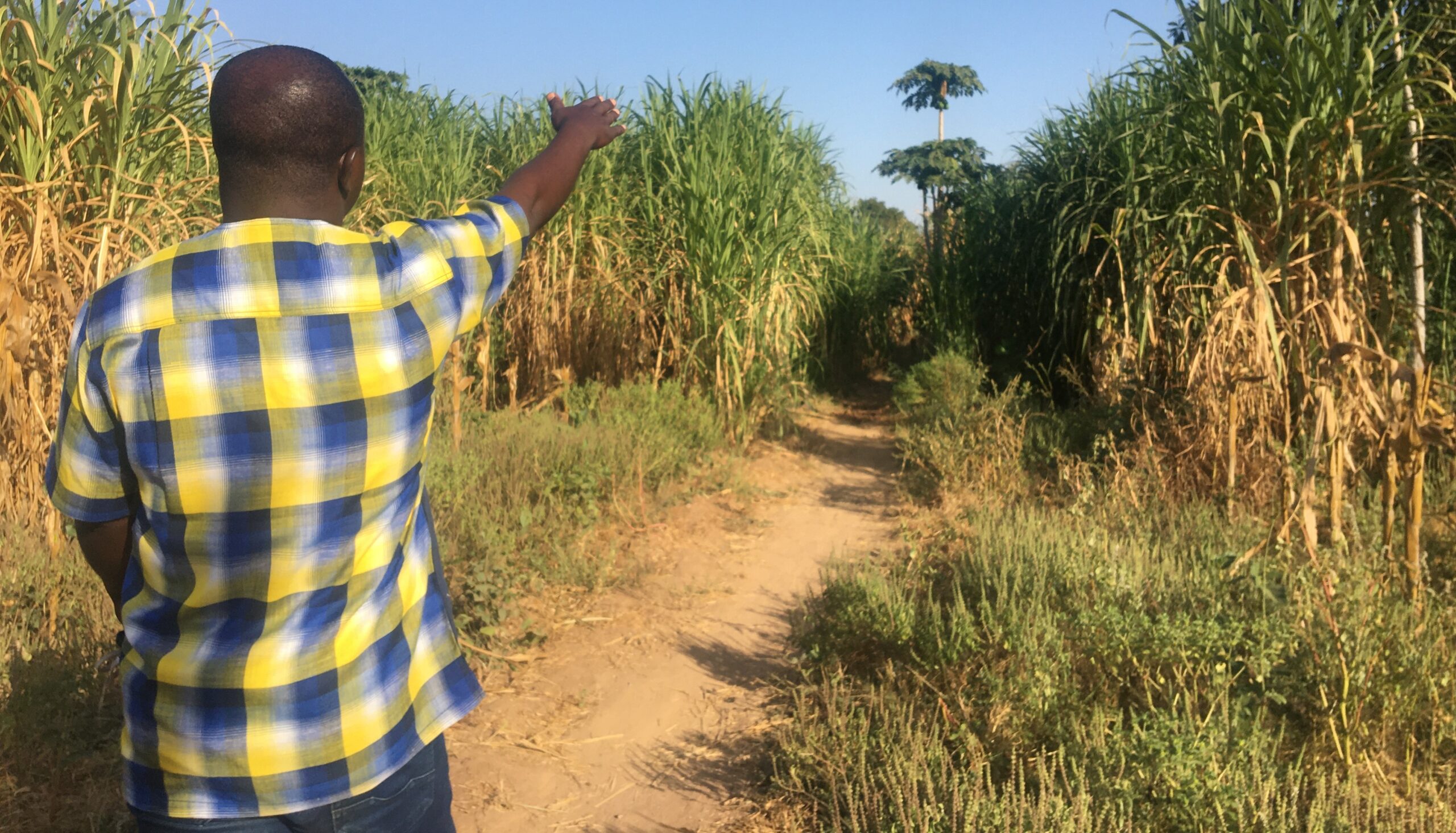 Le marafalta, une solution face aux difficultés de la transhumance et de l’agriculture