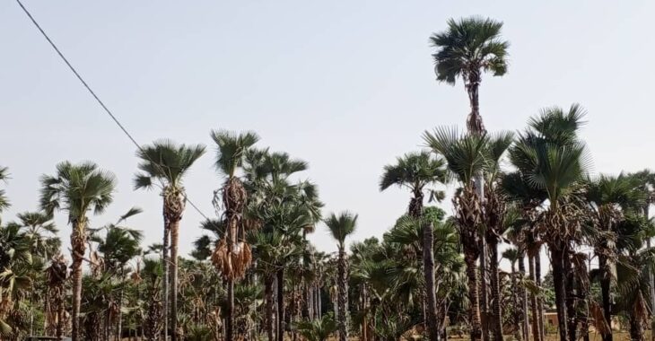 Banfora : Le rônier, un palmier aux multiples vertus au cœur de l’économie locale