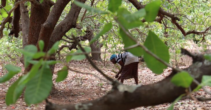 Dans les champs d’anacardiers de Niangoloko, des femmes déplacées ramassent bien plus que des noix