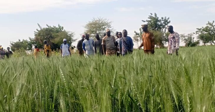 Production du blé : une expérimentation prometteuse dans le Loroum