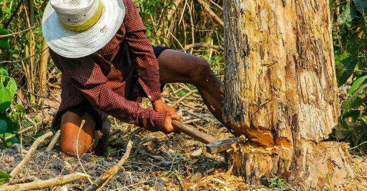 Rires, révélations et vérité sur l’exploitation du bois