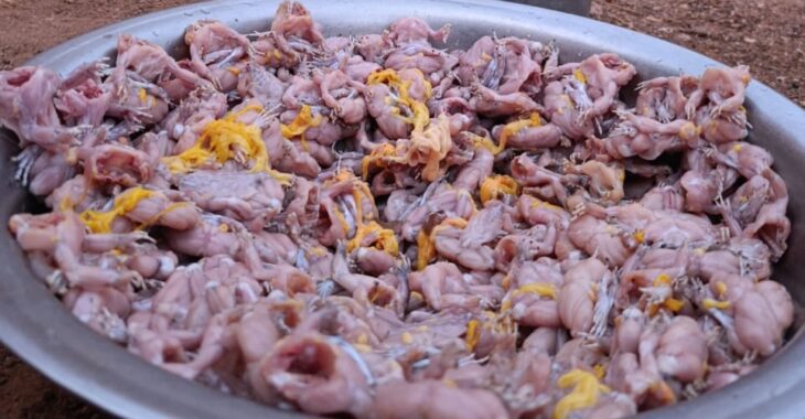 Le commerce des crapauds menacé à Zorgho