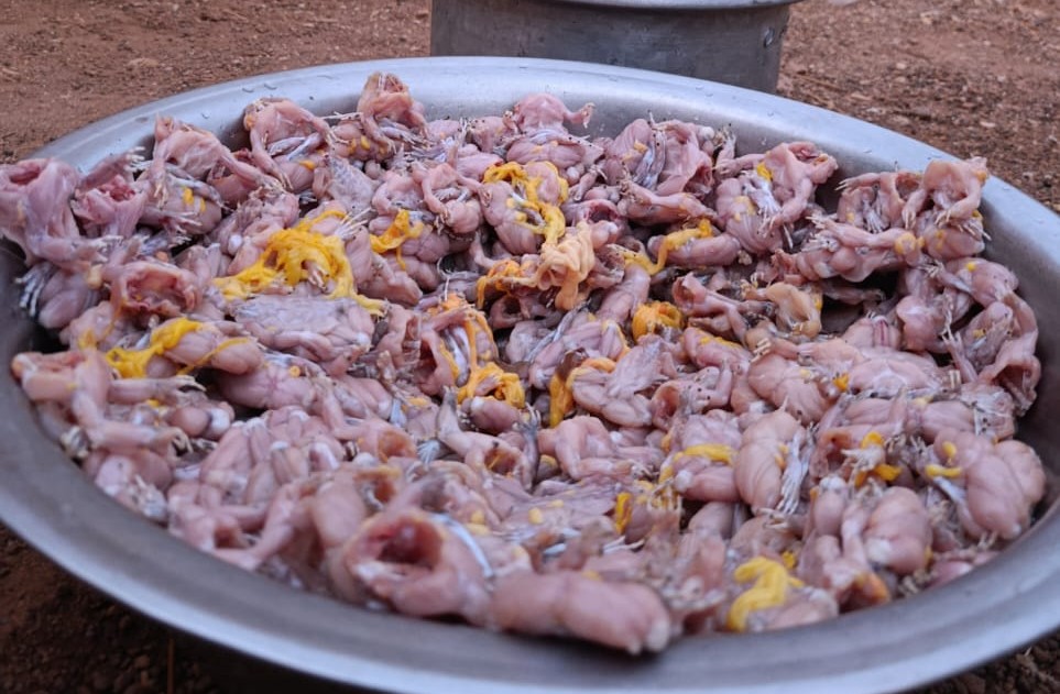 Le commerce des crapauds menacé à Zorgho