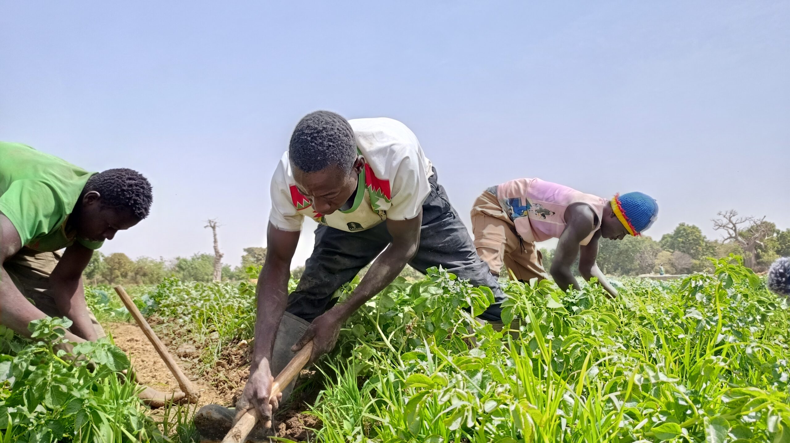 A Ouahigouya, la pomme de terre rapporte gros mais se heurte au manque de chambres froides