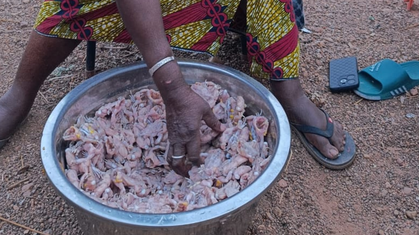 Zorgho : la rareté des crapauds fait grimper les prix dans les restaurants