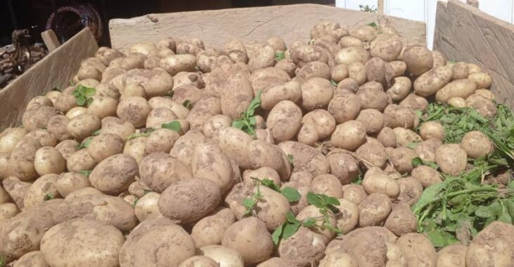 🎧Titao : les producteurs de pommes de terre face à plusieurs difficultés