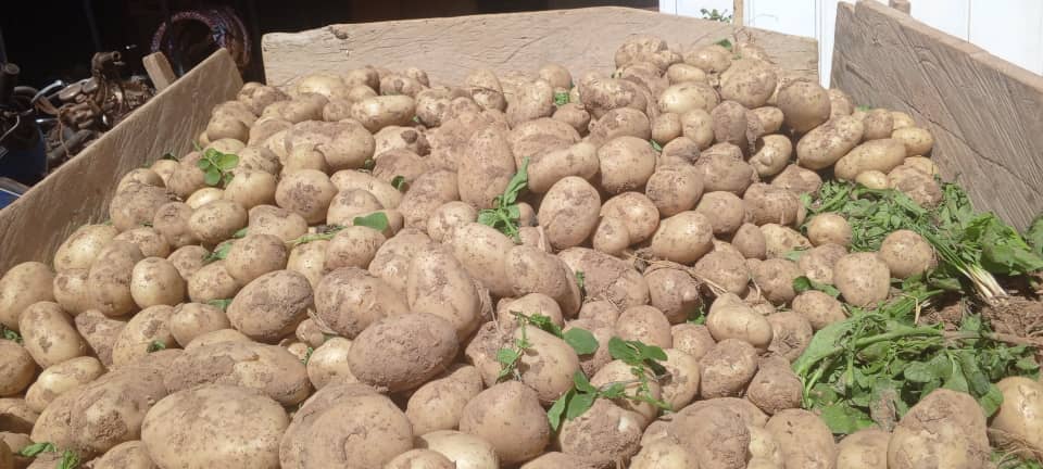 Titao : les producteurs de pommes de terre face à plusieurs difficultés