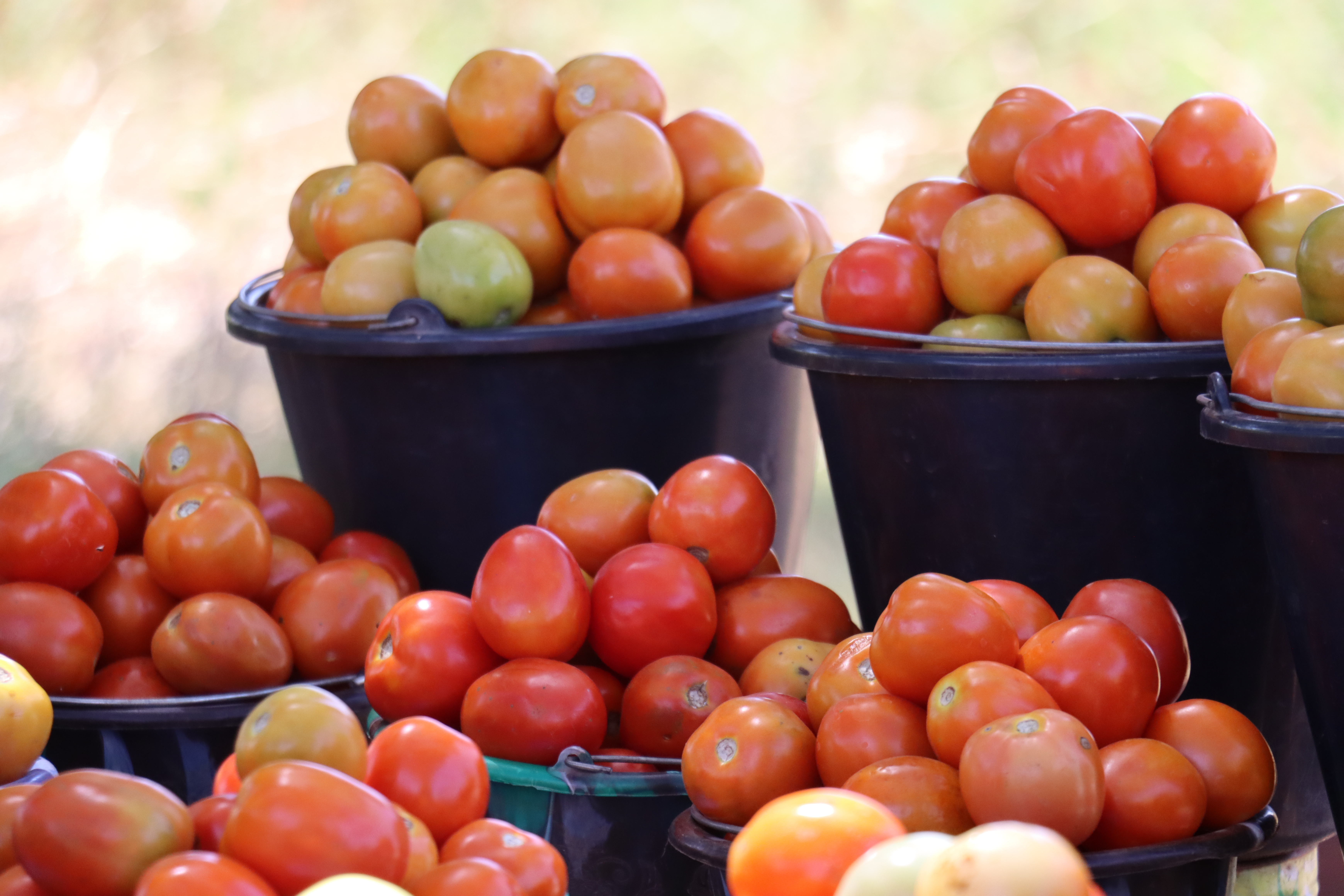 Burkina : La tomate fraîche reprend la route de l’exportation, sans dissiper toutes les tensions