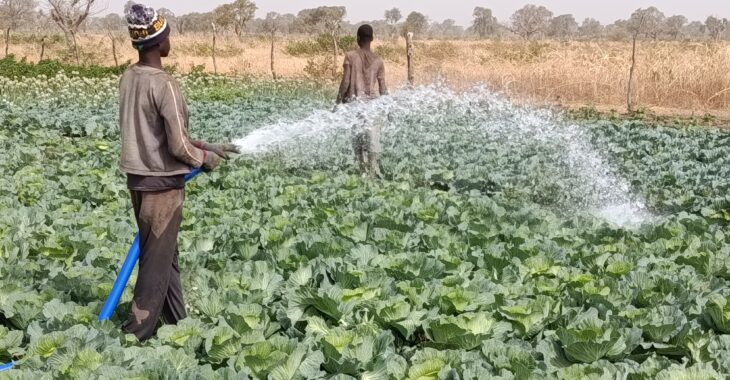Soumaïla Seté, l’homme qui aide sa communauté grâce à la terre