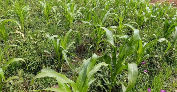 Koupéla: l'agriculture de contre-saison, bouffé d'espoir en saison sèche